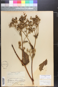 Parthenium integrifolium image