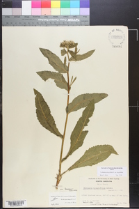 Parthenium integrifolium image