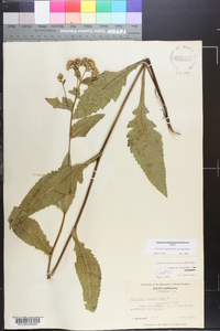 Parthenium integrifolium image