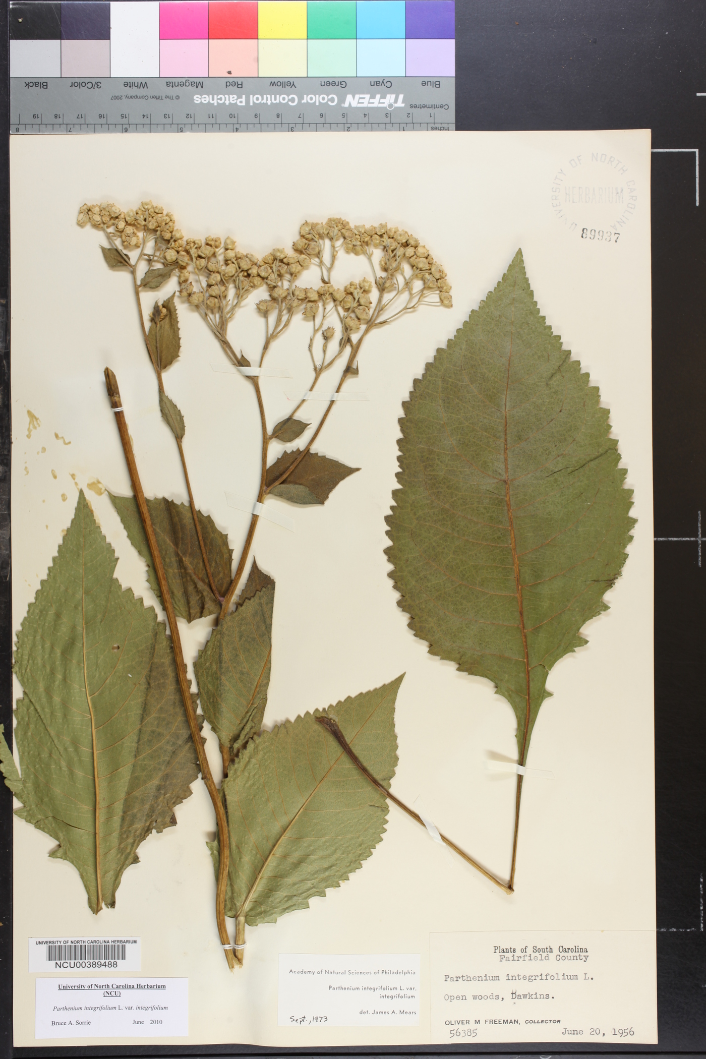 Parthenium integrifolium var. integrifolium image