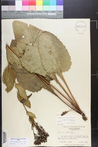 Parthenium integrifolium var. integrifolium image