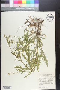 Parthenium hysterophorus image