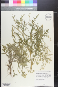 Parthenium hysterophorus image