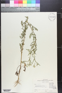 Parthenium hysterophorus image