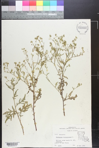 Parthenium hysterophorus image