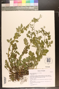 Geum vernum image