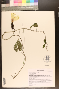 Ipomoea pandurata image