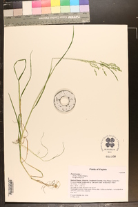 Poa trivialis image