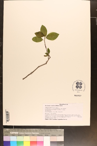 Berchemia scandens image