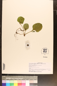 Packera obovata image