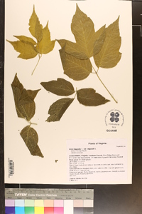 Acer negundo var. negundo image