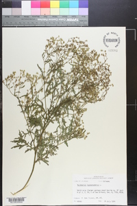 Parthenium hysterophorus image