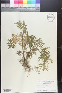 Parthenium hysterophorus image