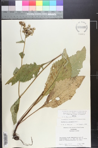 Parthenium integrifolium image