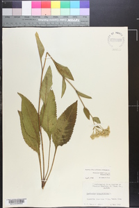 Parthenium integrifolium image