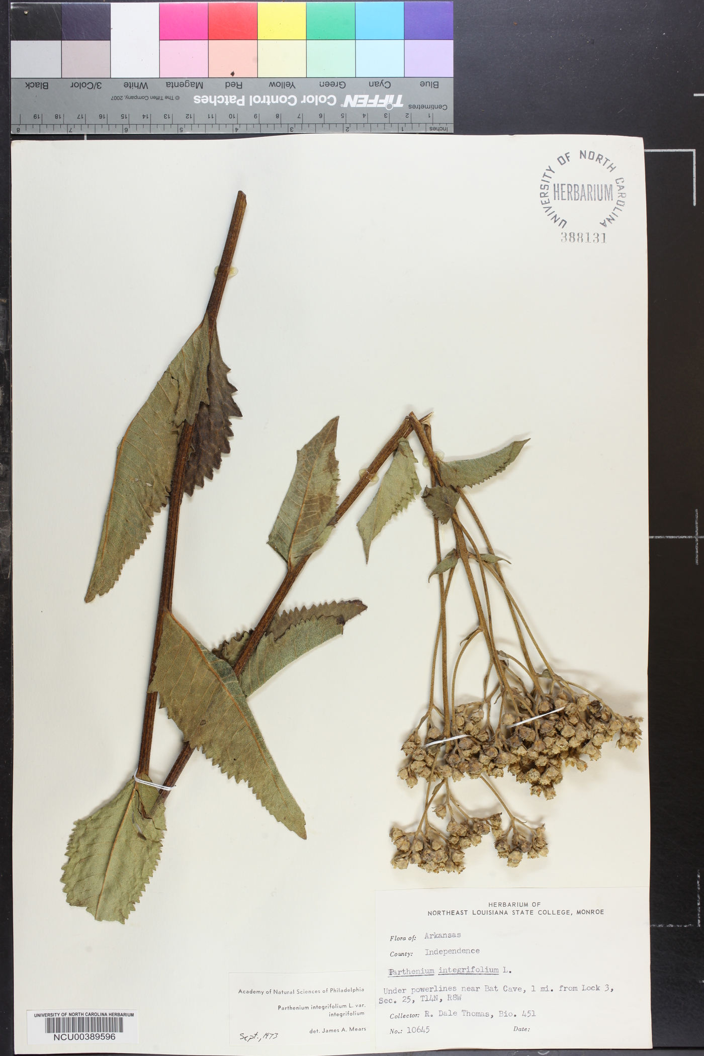 Parthenium integrifolium var. integrifolium image