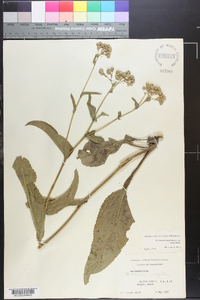 Parthenium integrifolium image