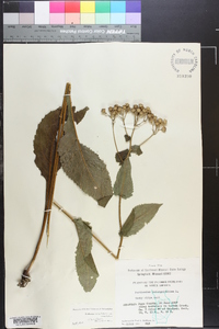 Parthenium integrifolium image