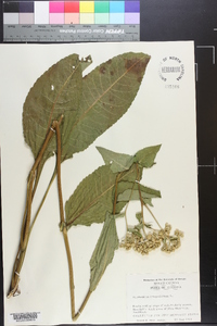 Parthenium integrifolium image