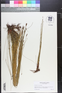 Eleocharis tricostata image