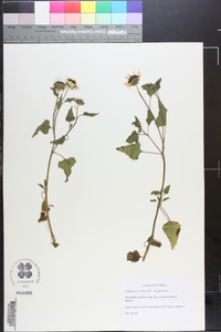 Helianthus debilis subsp. vestitus image