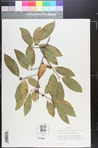 Ilex amelanchier image