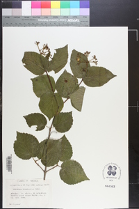 Viburnum bracteatum image