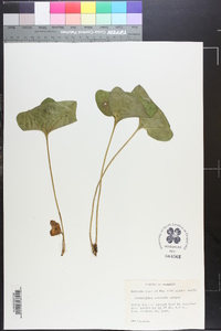 Hexastylis speciosa image