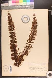 Sticherus palmatus image
