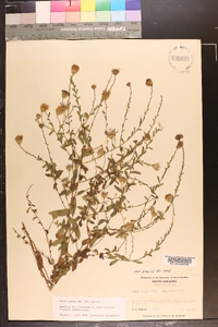 Symphyotrichum patens var. patens image