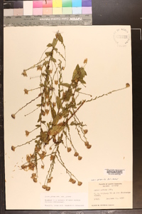 Symphyotrichum patens var. patens image