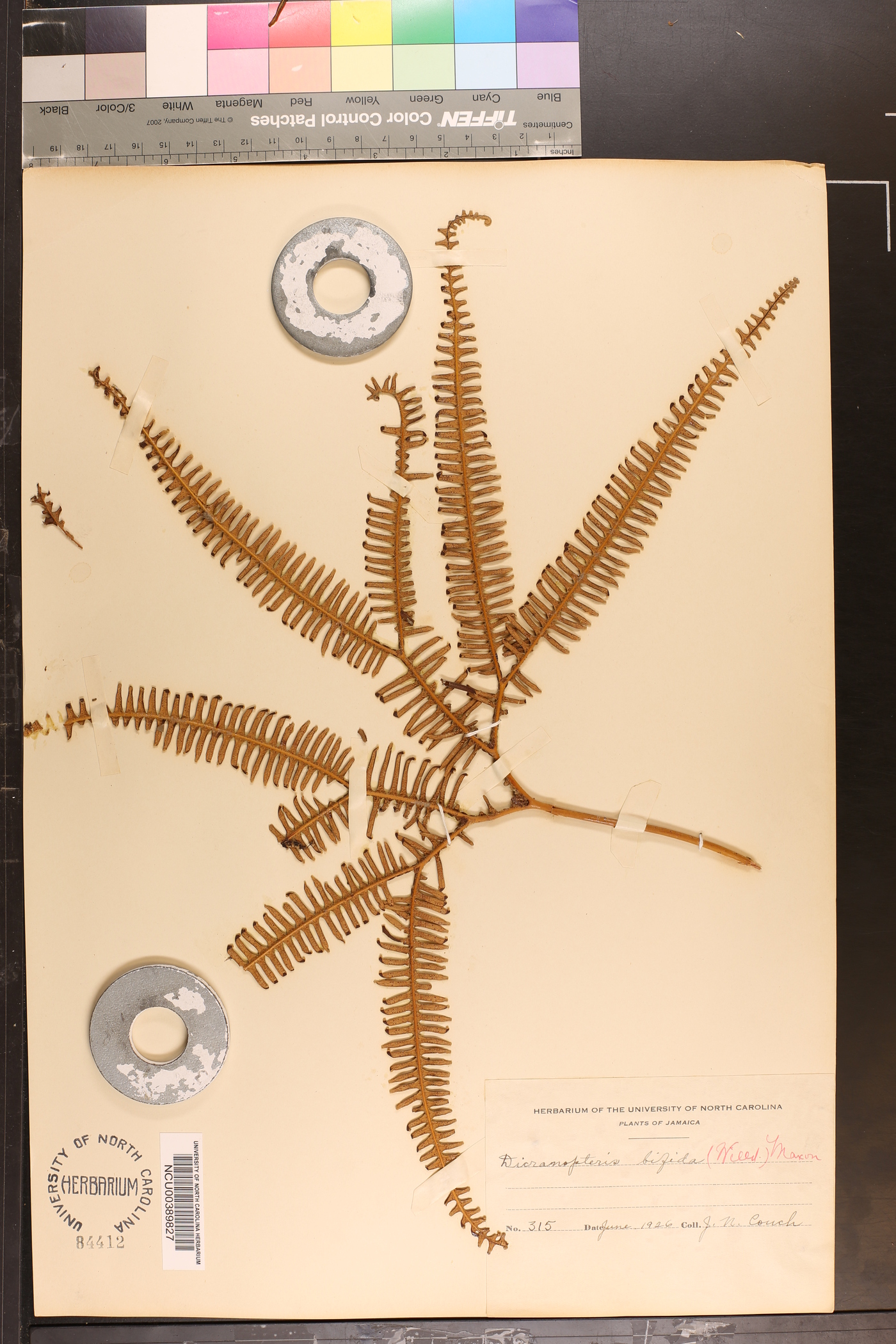 Sticherus bifidus image