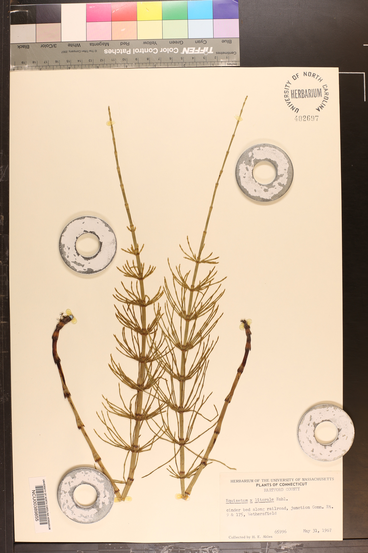 Equisetum × litorale image