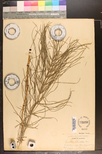 Equisetum telmateia image