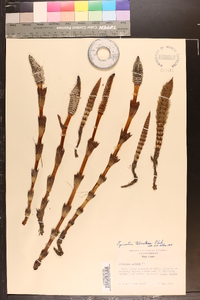 Equisetum telmateia image