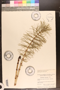 Equisetum telmateia image