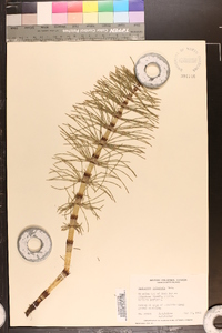 Equisetum telmateia image