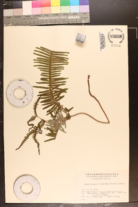 Dicranopteris linearis image