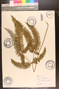 Dicranopteris linearis image