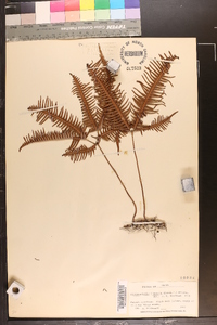 Dicranopteris linearis image