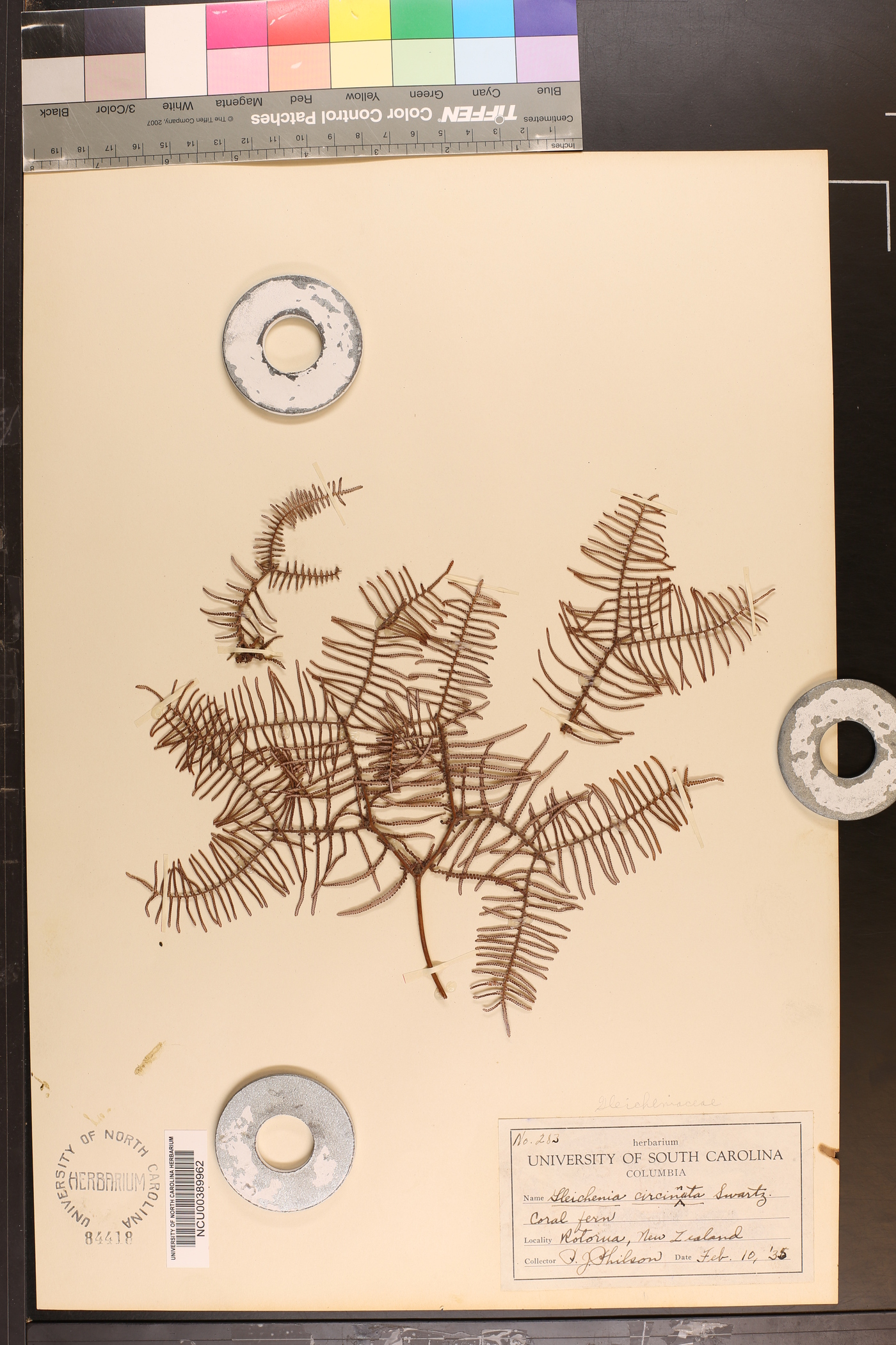 Gleichenia circinnata image