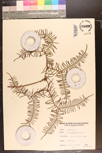 Gleichenia dicarpa image