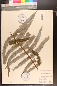Gleichenia japonica image