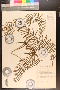 Gleichenia microphylla image