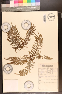 Gleichenia polypodioides image