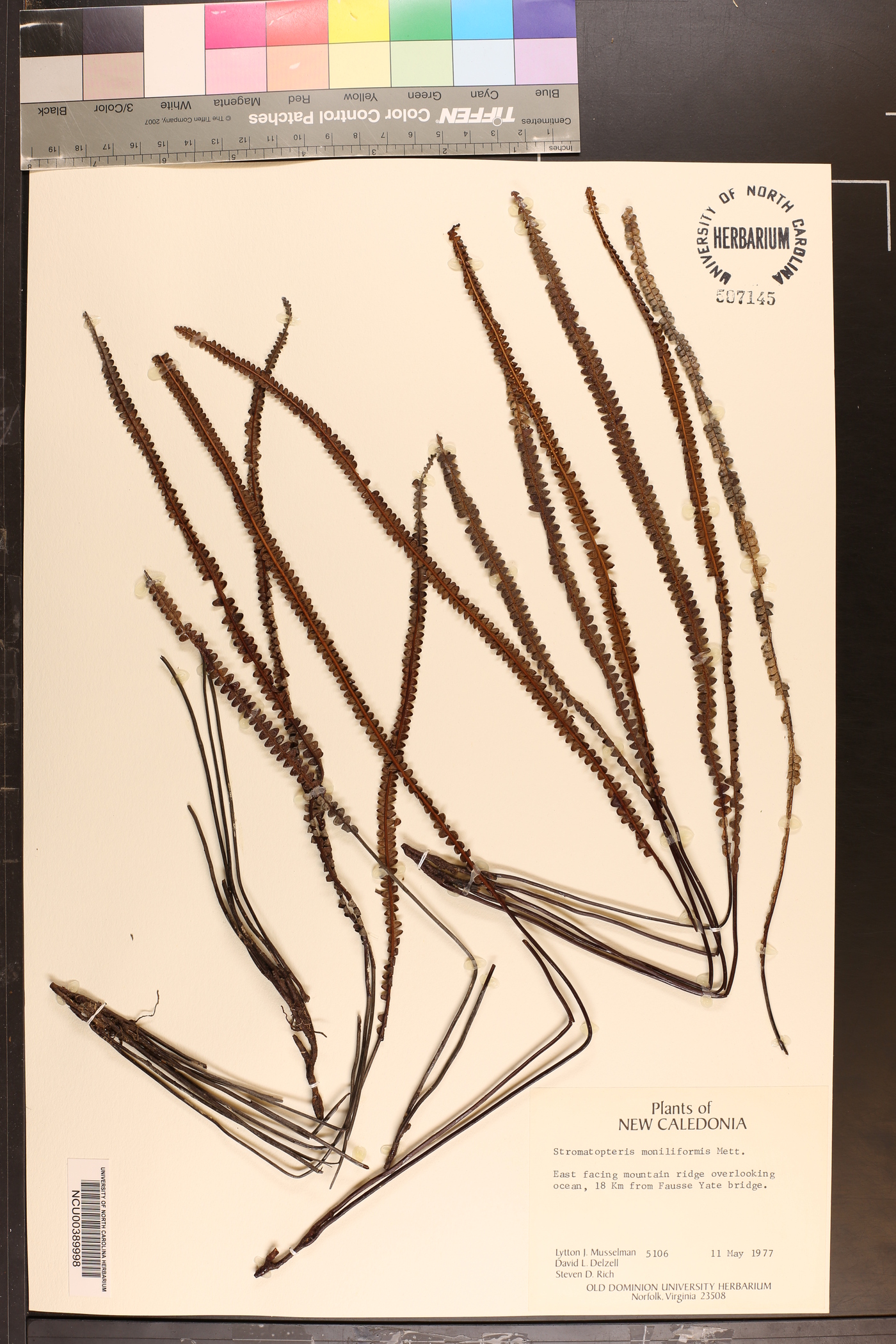 Stromatopteris moniliformis image