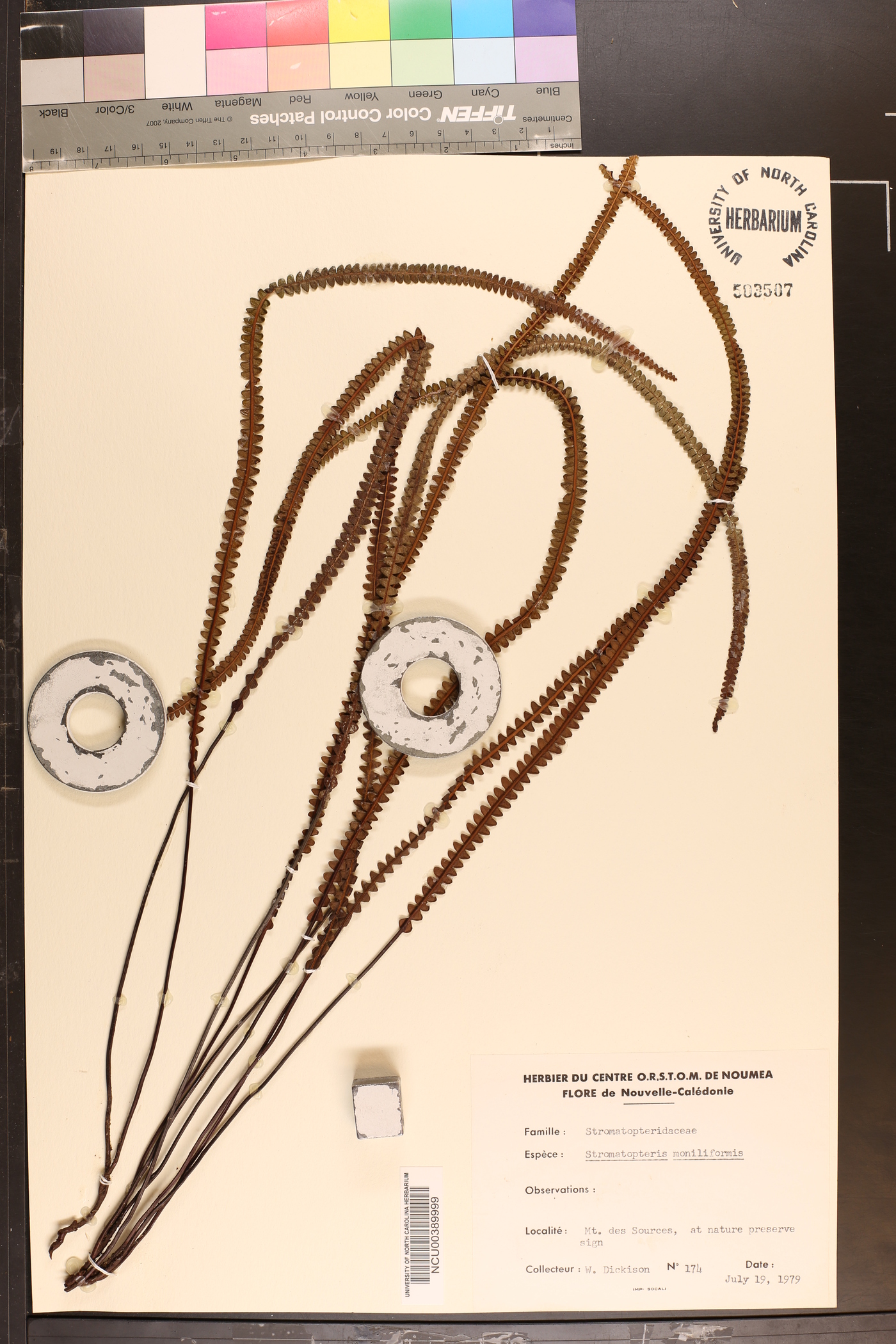 Stromatopteris moniliformis image