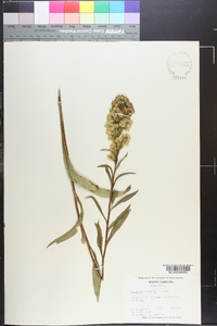 Solidago uliginosa var. uliginosa image