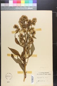 Solidago glomerata image