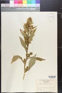 Solidago glomerata image